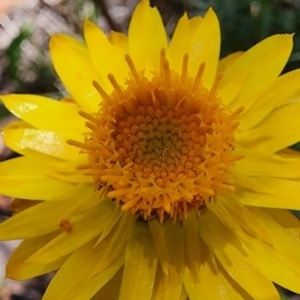 Xerochrysum viscosum at QPRC LGA - 12 Jan 2024