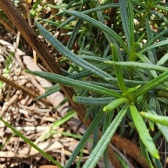 Xerochrysum viscosum at QPRC LGA - 12 Jan 2024