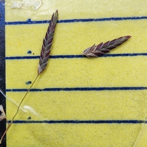 Eragrostis brownii at QPRC LGA - 12 Jan 2024