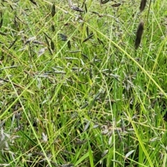 Eragrostis brownii at QPRC LGA - 12 Jan 2024