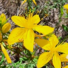 Hypericum perforatum (St John's Wort) at QPRC LGA - 12 Jan 2024 by Steve818