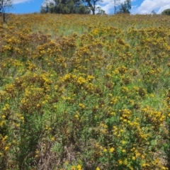 Hypericum perforatum at QPRC LGA - 12 Jan 2024