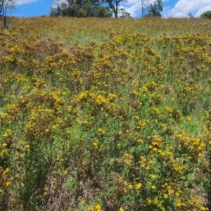 Hypericum perforatum at QPRC LGA - 12 Jan 2024 01:18 PM