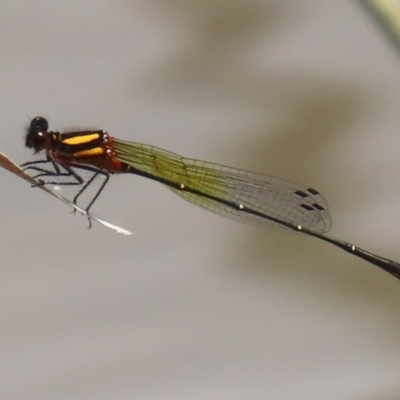 Nososticta solida (Orange Threadtail) at Gordon Pond - 12 Jan 2024 by RodDeb