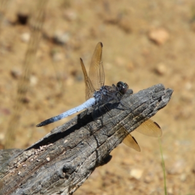 Orthetrum caledonicum (Blue Skimmer) at Carwoola, NSW - 12 Jan 2024 by Csteele4