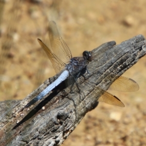 Orthetrum caledonicum at QPRC LGA - 12 Jan 2024