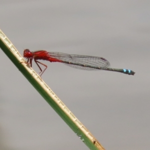 Xanthagrion erythroneurum at Gordon Pond - 12 Jan 2024 01:08 PM