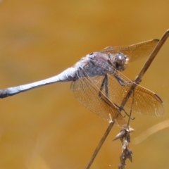 Orthetrum caledonicum (Blue Skimmer) at Gordon, ACT - 12 Jan 2024 by RodDeb