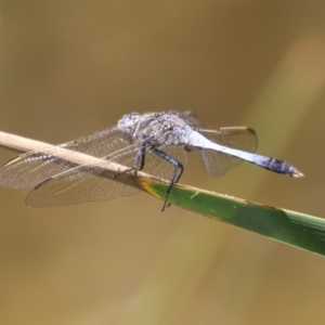 Orthetrum caledonicum at Gordon Pond - 12 Jan 2024 01:12 PM