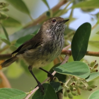 Acanthiza pusilla (Brown Thornbill) at Gordon, ACT - 12 Jan 2024 by RodDeb