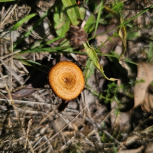 Lentinus arcularius at Stony Creek Nature Reserve - 12 Jan 2024 02:13 PM