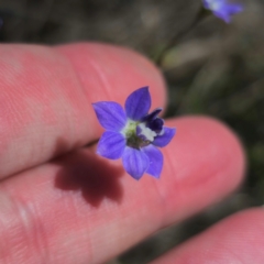 Wahlenbergia sp. (Bluebell) at Carwoola, NSW - 12 Jan 2024 by Csteele4