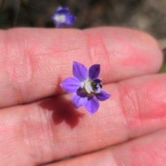 Wahlenbergia sp. at QPRC LGA - 12 Jan 2024