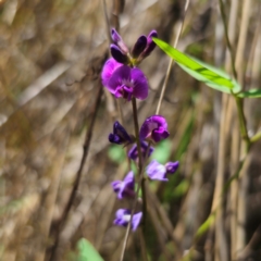 Glycine microphylla (Small-leaf Glycine) at Carwoola, NSW - 12 Jan 2024 by Csteele4