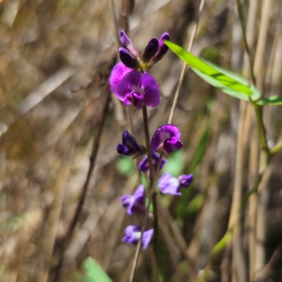 Glycine microphylla (Small-leaf Glycine) at Stony Creek Nature Reserve - 12 Jan 2024 by Csteele4