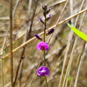 Glycine microphylla at Stony Creek Nature Reserve - 12 Jan 2024