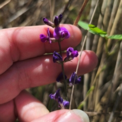 Glycine microphylla at Stony Creek Nature Reserve - 12 Jan 2024 02:21 PM