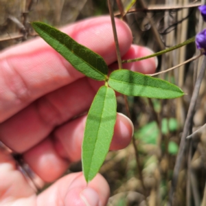 Glycine microphylla at Stony Creek Nature Reserve - 12 Jan 2024 02:21 PM