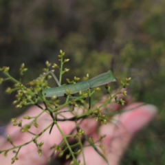 Orthodera ministralis (Green Mantid) at Stony Creek Nature Reserve - 12 Jan 2024 by Csteele4