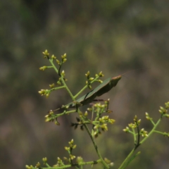 Orthodera ministralis at QPRC LGA - 12 Jan 2024