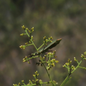 Orthodera ministralis at QPRC LGA - 12 Jan 2024