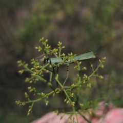 Orthodera ministralis at QPRC LGA - 12 Jan 2024