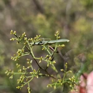 Orthodera ministralis at QPRC LGA - 12 Jan 2024