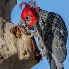 Callocephalon fimbriatum (Gang-gang Cockatoo) at Mount Majura - 11 Jan 2024 by trevsci