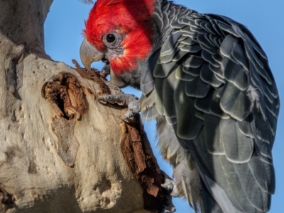 Callocephalon fimbriatum (Gang-gang Cockatoo) at Mount Majura - 12 Jan 2024 by trevsci