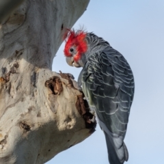 Callocephalon fimbriatum at Mount Majura - suppressed