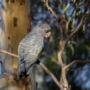 Callocephalon fimbriatum at Mount Majura - suppressed