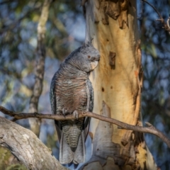 Callocephalon fimbriatum at Mount Majura - suppressed