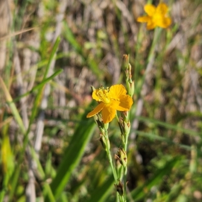 Hypericum gramineum (Small St Johns Wort) at The Pinnacle - 10 Jan 2024 by sangio7