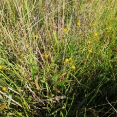 Hypericum gramineum at The Pinnacle - 11 Jan 2024 08:35 AM