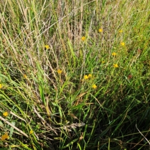 Hypericum gramineum at The Pinnacle - 11 Jan 2024