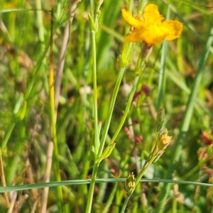 Hypericum gramineum at The Pinnacle - 11 Jan 2024