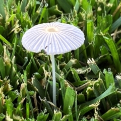 Parasola sp. (genus) (An Inkcap) at Jerrabomberra, NSW - 11 Jan 2024 by SteveBorkowskis