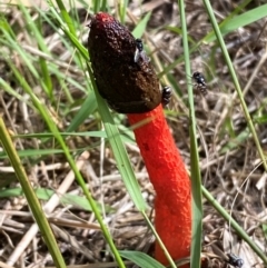 Phallus rubicundus (Phallus rubicundus) at Molonglo River Reserve - 11 Jan 2024 by SteveBorkowskis