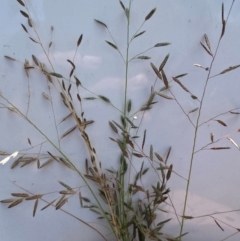 Eragrostis brownii (Common Love Grass) at Molonglo River Reserve - 12 Jan 2024 by SteveBorkowskis