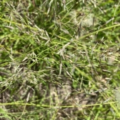 Eragrostis brownii at Kama - 12 Jan 2024