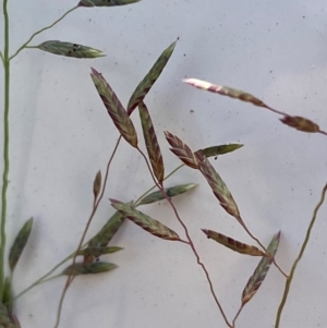 Eragrostis brownii at Kama - 12 Jan 2024