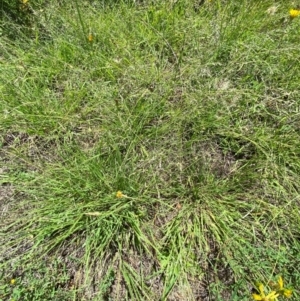 Eragrostis brownii at Kama - 12 Jan 2024 11:58 AM