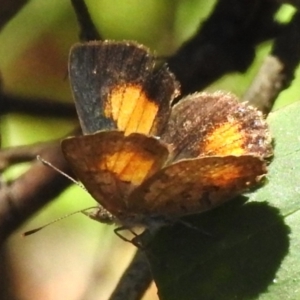 Paralucia aurifera at Tidbinbilla Nature Reserve - 12 Jan 2024