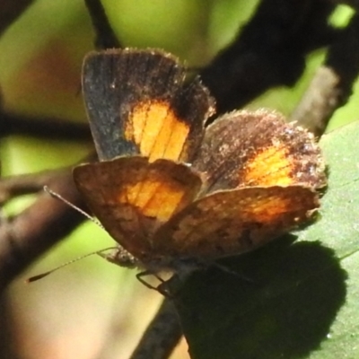 Paralucia aurifera (Bright Copper) at Tidbinbilla Nature Reserve - 12 Jan 2024 by JohnBundock