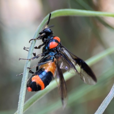 Pterygophorus cinctus (Bottlebrush sawfly) at City Renewal Authority Area - 12 Jan 2024 by Hejor1