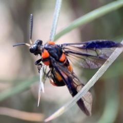 Pterygophorus cinctus at City Renewal Authority Area - 12 Jan 2024 03:06 PM