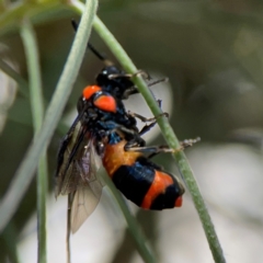 Pterygophorus cinctus at City Renewal Authority Area - 12 Jan 2024