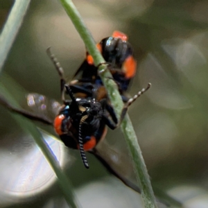 Pterygophorus cinctus at City Renewal Authority Area - 12 Jan 2024