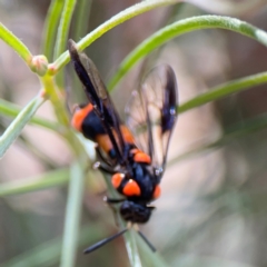 Pterygophorus cinctus at City Renewal Authority Area - 12 Jan 2024 03:06 PM