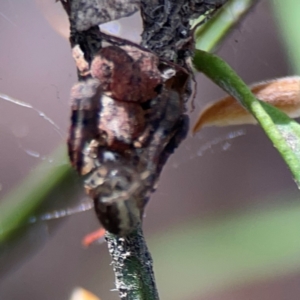 Stephanopis sp. (genus) at City Renewal Authority Area - 12 Jan 2024